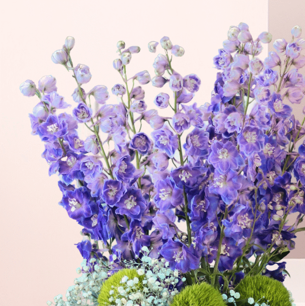 Delphinium Elegance 3